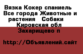 Вязка Кокер спаниель - Все города Животные и растения » Собаки   . Кировская обл.,Захарищево п.